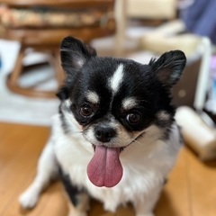 🐶里親募集🐶代理投稿の画像