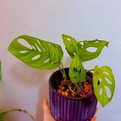 マドカズラ鉢ごとの画像