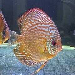 ディスカス　6匹セットの画像