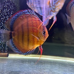 ディスカス　6匹セットの画像