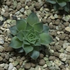 多肉植物センペルビウム２〜３cm位で小さいけど親カブからの子株　親株はエリートDNAで４千円位しましたの画像