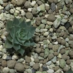 多肉植物センペルビウム２〜３cm位で小さいけど親カブからの子株　親株はエリートDNAで４千円位しましたの画像