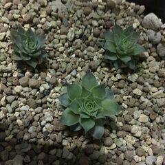 多肉植物センペルビウム２〜３cm位で小さいけど親カブからの子株　親株はエリートDNAで４千円位しましたの画像
