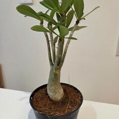 Taka様限定商品の画像