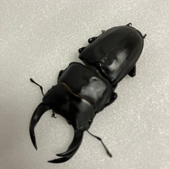 国産オオクワガタ　マツノ久留米血統　♂♂♂♀の画像