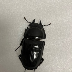 国産オオクワガタ　マツノ久留米血統　♂♂♂♀の画像