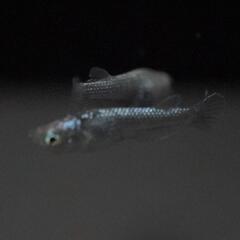 改良メダカ　レックウザ　無選別稚魚10匹の画像
