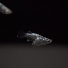 改良メダカ　レックウザ　無選別稚魚10匹の画像
