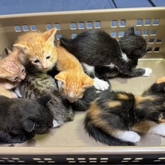 合計9匹の子猫の里親を探しています※問い合わせいただいてる方のみ対応中