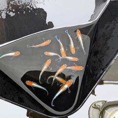  ビーンズ様血統F1　天照　紅白体外光　アマテラス　メダカ　若魚、成魚　1ペア　♂1♀1の画像