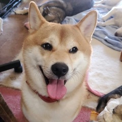 ❤️約3歳の柴犬里親緊急募集
