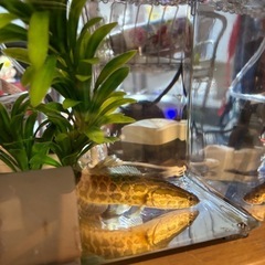 雷魚の画像