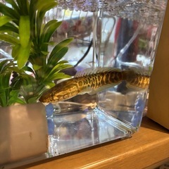 雷魚の画像