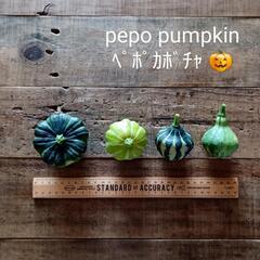 shiturae select  pepo pumpkin おもちゃかぼちゃ ミニかぼちゃ 観賞用かぼちゃ ハロウィン パンプキンの画像