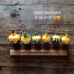 shiturae select  pepo pumpkin おもちゃかぼちゃ ミニかぼちゃ 観賞用かぼちゃ ハロウィン パンプキンの画像