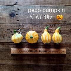 shiturae select  pepo pumpkin おもちゃかぼちゃ ミニかぼちゃ 観賞用かぼちゃ ハロウィン パンプキンの画像