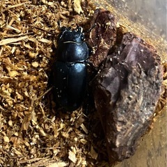 旭川発　ノコギリクワガタペア
の画像