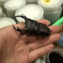 オオクワガタの画像