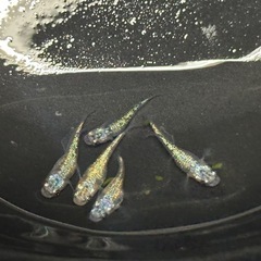 大輝メダカの画像