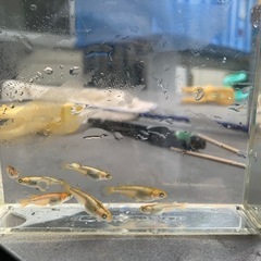 メダカ　メタルコブラアースアイ　1ペアの画像