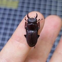 コクワガタ44mm♂と21mm♂と♀の画像