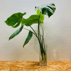 🌿 モンステラ 🌿小さ過ぎず大き過ぎず「丁度良いサイズ」　茎長約45〜55cm位 観葉植物  の画像