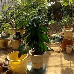 観葉植物が破格値ですの画像