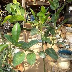 観葉植物が破格値ですの画像