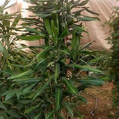 観葉植物が破格値ですの画像