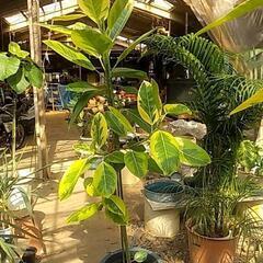 観葉植物が破格値ですの画像