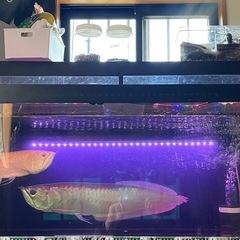 いませんかー？1500×600×450大型水槽、水槽、古代魚、熱帯魚の画像