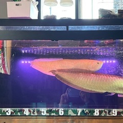 いませんかー？1500×600×450大型水槽、水槽、古代魚、熱帯魚の画像