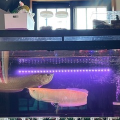 いませんかー？1500×600×450大型水槽、水槽、古代魚、熱帯魚の画像