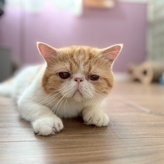 エキゾチックショートヘアのウーキーくん