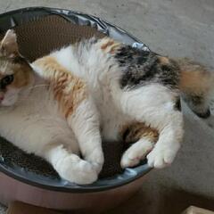 白血病陽性の三毛猫よろしくお願いします❤