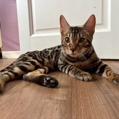 ベンガルのチロル君
