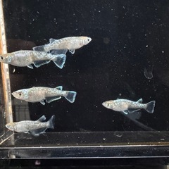 メダカ　鱗光　オス2メス3の画像