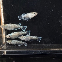 メダカ　鱗光　オス2メス3の画像