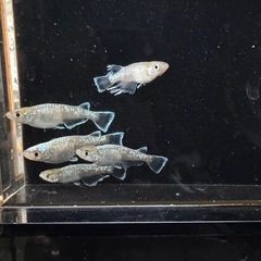 メダカ　鱗光　オス2メス3の画像