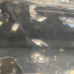 改良メダカ  若魚  20匹  ✨MIX✨の画像