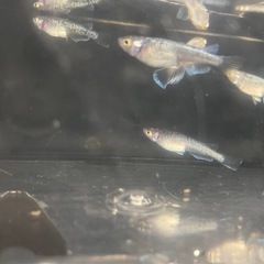改良メダカ  若魚  20匹  ✨MIX✨の画像