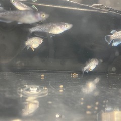 改良メダカ  若魚  20匹  ✨MIX✨の画像