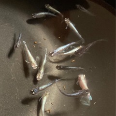 改良メダカ  若魚  20匹  ✨MIX✨の画像