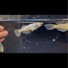 メダカ　金閣(光体系因子入り)今だけ無選別5匹の画像