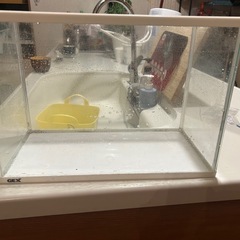 水槽決まりましたの画像