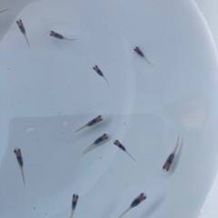 改良メダカ  稚魚 10匹  ✨深海✨の画像