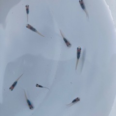 改良メダカ  稚魚 10匹  ✨深海✨の画像