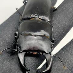 訳あり　能勢YGオオクワガタ新成虫　顎ズレ71ミリ　♀51.5ミリ　1ペアの画像