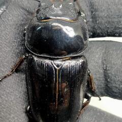 訳あり　能勢YGオオクワガタ新成虫　顎ズレ71ミリ　♀51.5ミリ　1ペアの画像