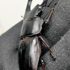 訳あり　能勢YGオオクワガタ新成虫　顎ズレ71ミリ　♀51.5ミリ　1ペアの画像